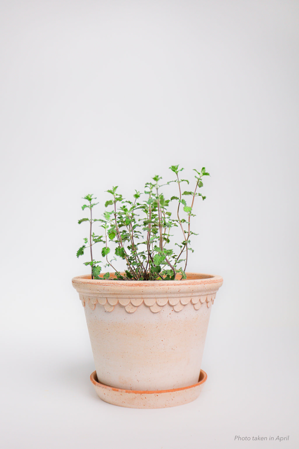 products/SotoProductShootLowQ-2025.jpg